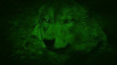 Gece görüş görünümünü kereste kurt
