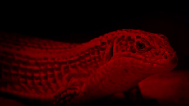 Isı Lamba Altında Istirahat Lizard — Stok video