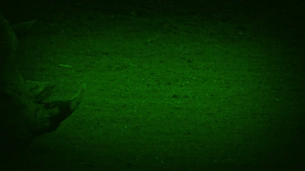 Visión Nocturna Rhino Camina Pasado — Vídeos de Stock