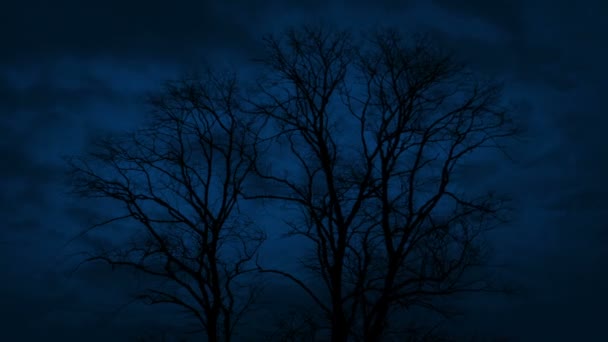 Bomen Met Wolken Passeren Bij Nacht — Stockvideo