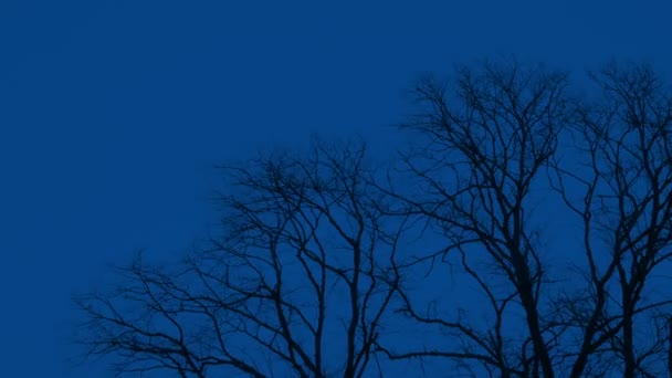 風の強い夜に木 — ストック動画