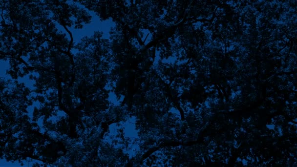 夜の密な樹冠 — ストック動画