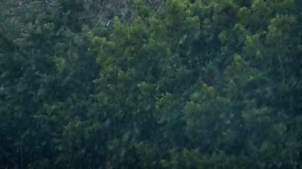 Les Arbres Balancent Dans Vent Fort Neige — Video