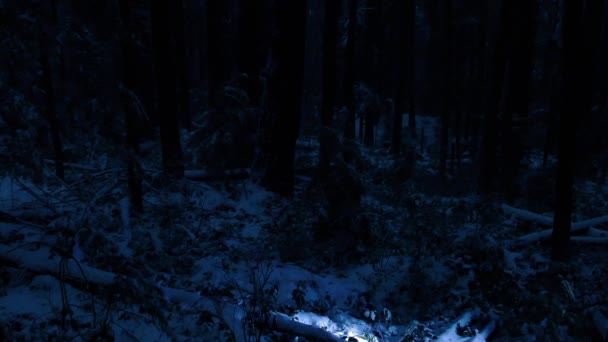 Mannen Med Facklan Snöiga Skogen Natten — Stockvideo