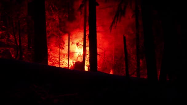 Une Personne Avec Une Fusée Éclairante Illumine Forêt Nuit — Video