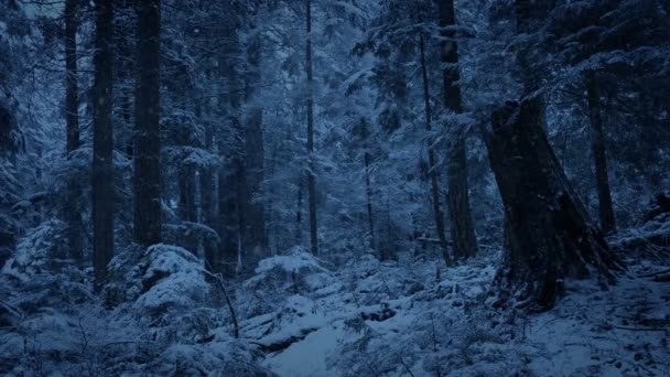 Forest Helling Met Sneeuw Vallen Avond — Stockvideo