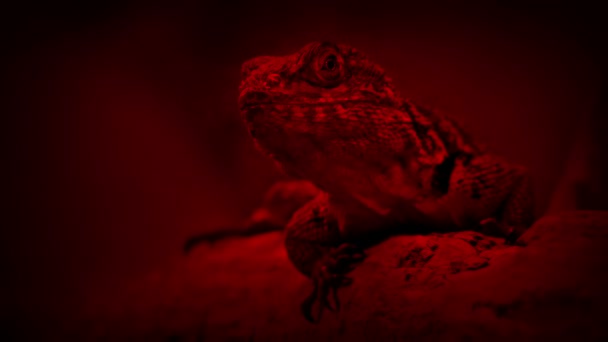 Lizard Branch Heat Lamp — Stock Video