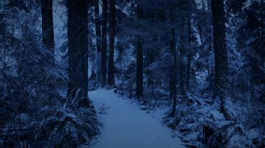 Alacakaranlıkta kar yağışı orman yolu