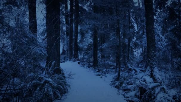 Waldweg Bei Schneefall Der Dämmerung — Stockvideo