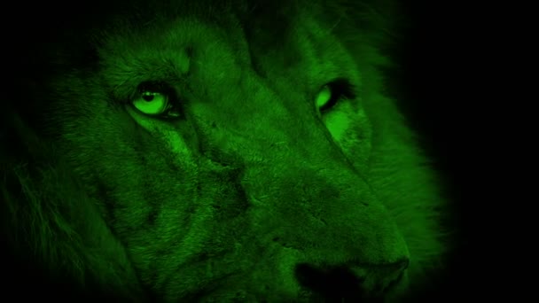 Nightvision Lion Face Оглядывается Вокруг — стоковое видео