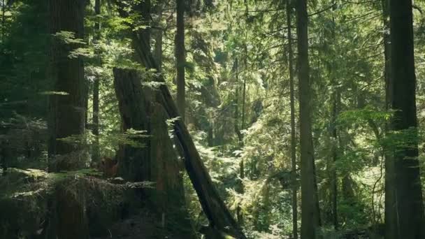 Caminhando Rumo Toco Árvore Floresta Verão — Vídeo de Stock
