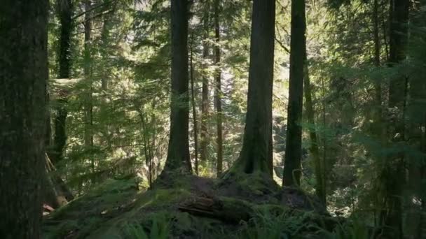 Περπατώντας Μέσα Από Την Σκιασμένη Περιοχή Στο Ηλιόλουστο Δάσος — Αρχείο Βίντεο