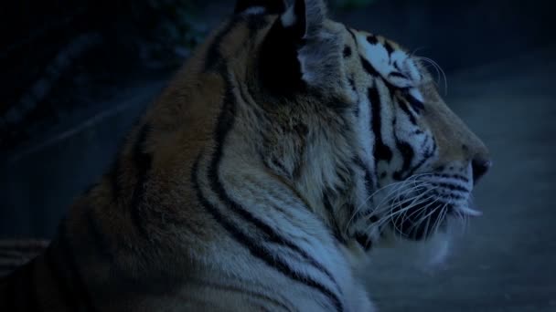 Tiger Gähnt Abend — Stockvideo