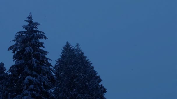 Spadnie Śnieg Drzew Leśnych Godzinach Wieczornych — Wideo stockowe