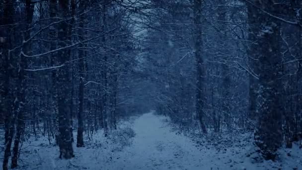 Snowing Sul Sentiero Forestale Ritardo Nella Giornata — Video Stock