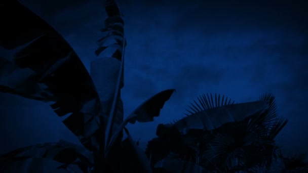 Le vent secoue le palmier la nuit 