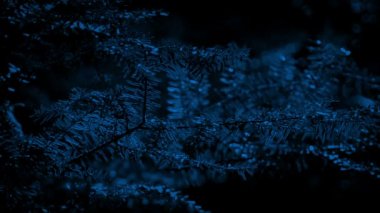 Ağaç dalları ay ışığında