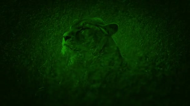 夜视狮子在摇曳的草草中旋转 — 图库视频影像