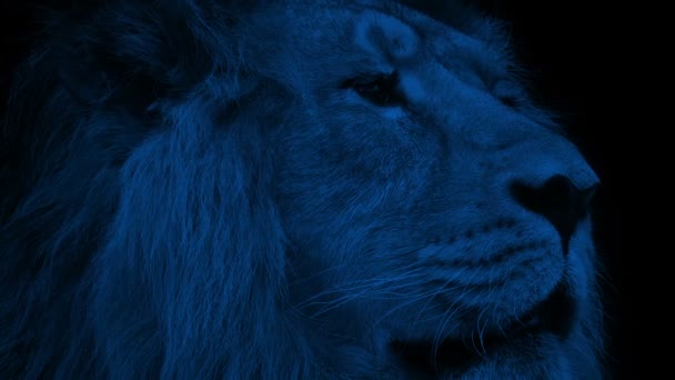 Λιοντάρι Πρόσωπο Κοντινό Πλάνο Νύχτα — Αρχείο Βίντεο