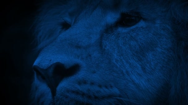 King Felle Lion Looks Night — стоковое видео