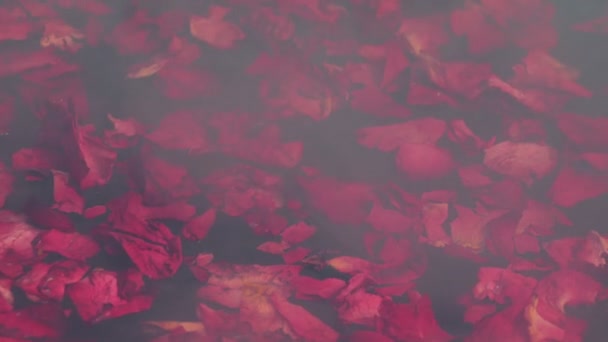 Petali Rosa Galleggiano Acqua Bollente — Video Stock