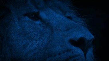 Aslan Blinks at gece closeup