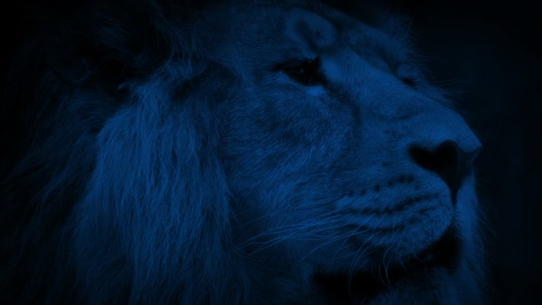 Μεγάλο Λιοντάρι Κοιτάζει Γύρω Νύχτα — Αρχείο Βίντεο