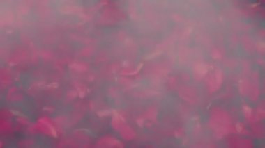 Spa 'Da buharda suda gül yaprakları