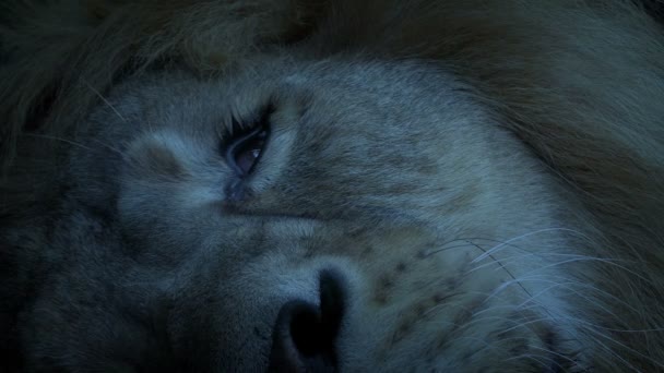 Λιοντάρι Ξαπλωμένος Στο Πρόσωπο Κοντινό Πλάνο Βράδυ — Αρχείο Βίντεο