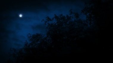 Tree Tops In Violent Storm In Night
