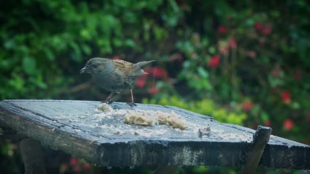 Pájaro Tierras Mesa Come Pan — Vídeo de stock