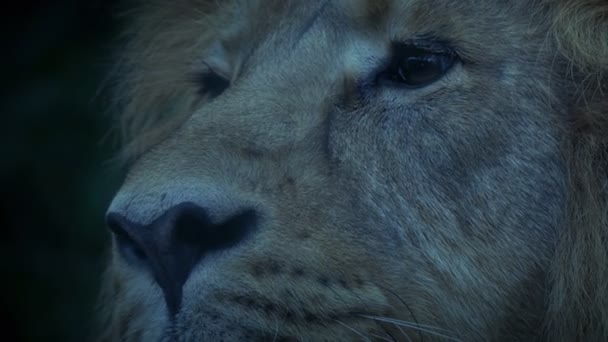 狮子在晚上抬起头来 — 图库视频影像
