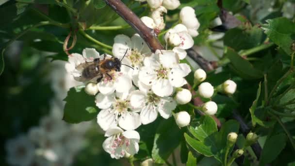 Abeille Obtient Pollen Des Fleurs Envole — Video