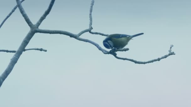 Blue Tit Eating Branch Flying — Stock Video