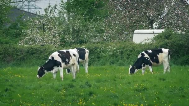 Kühe Grasen Windigem Tag Auf Dem Feld — Stockvideo