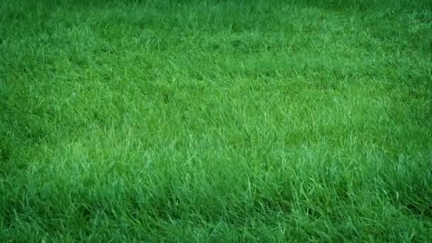 緑の芝生ストック動画 ロイヤリティフリー緑の芝生動画 Depositphotos