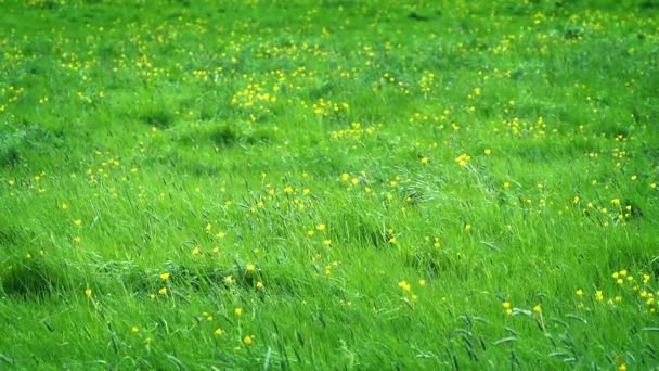 Prairie Avec Des Fleurs Jaunes Soleil — Video