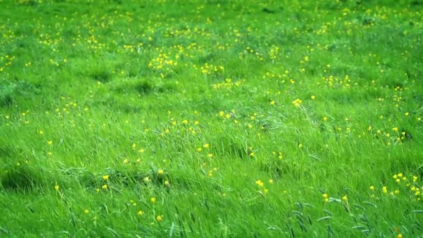 Prado Com Flores Amarelas Sol — Vídeo de Stock