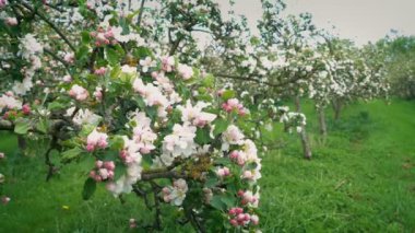 orchard elma çiçekleri