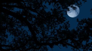 Rüzgarlı Gecede Ağaç DallarıNın Ardındaki Ay