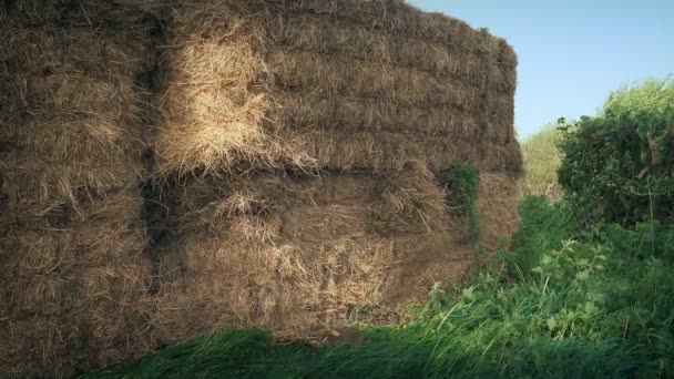 Balas Paja Campo — Vídeos de Stock