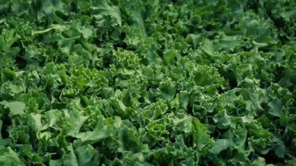 Kale Fresh Vegetable Moving Shot — Vídeo de stock