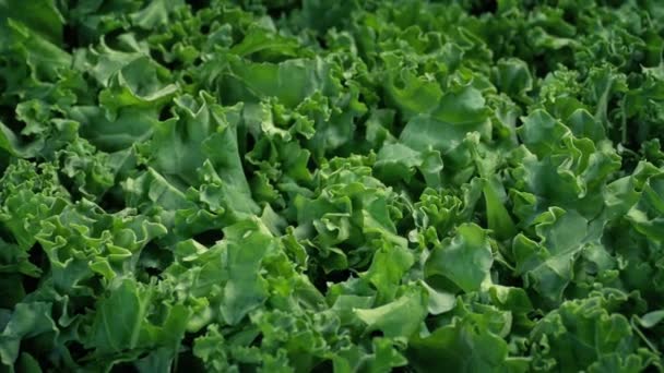 Passando Kale Vegetable Macro Detalhe — Vídeo de Stock