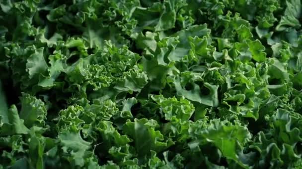 Vegetales Recién Recogidos Kale Superfood — Vídeo de stock