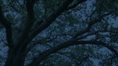 Geç Akşam Ağacı Sways In Breeze