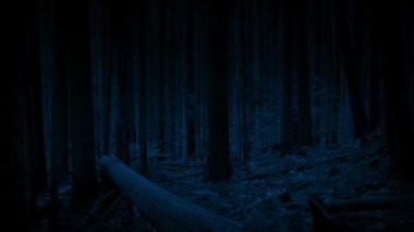 Geceleri Ormanda Hareket