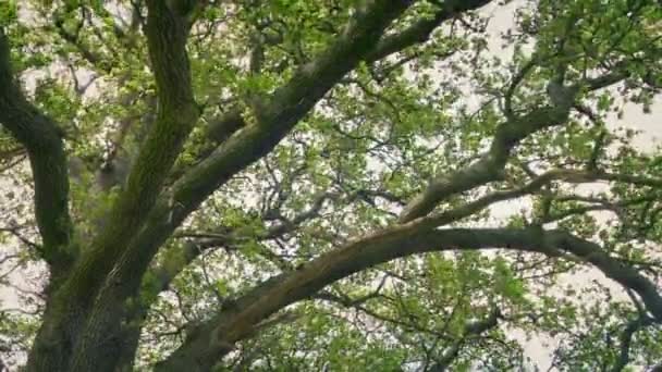 夏日微风中的橡树 — 图库视频影像