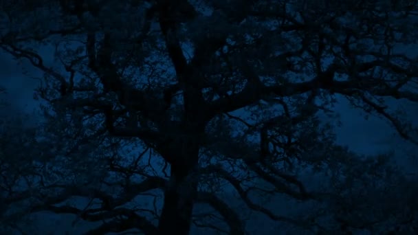 Big Tree Balança Noite Tempestuosa — Vídeo de Stock