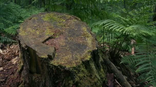 森の中で古い木の切り株を渡す — ストック動画