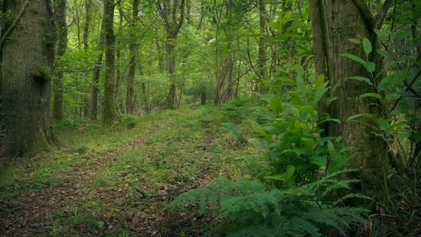 Cesta Přes Zelený Mírový Les Pohybující Střela — Stock video